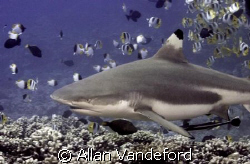 Black Tipped Reef Shark encounted at Tapu divesite off Bo... by Allan Vandeford 